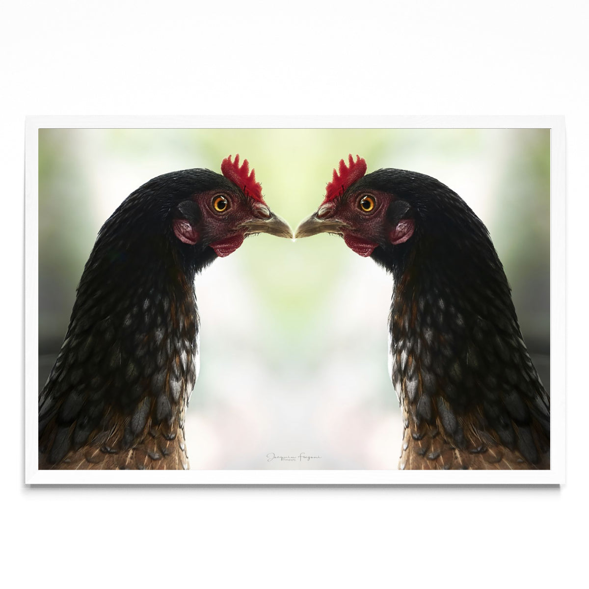Roosters - FotoH BL