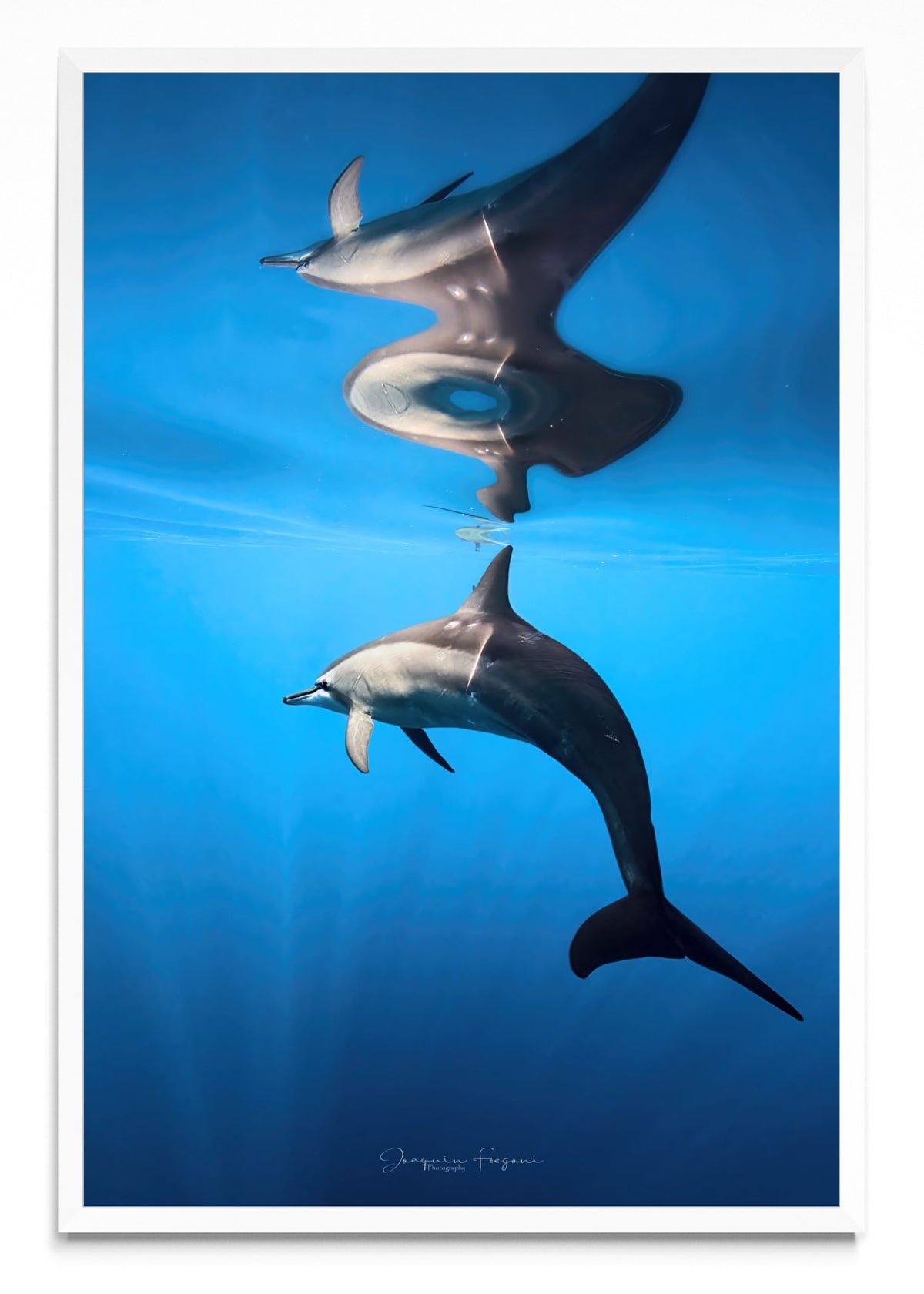 Spinner Dolphin - FotoV BL
