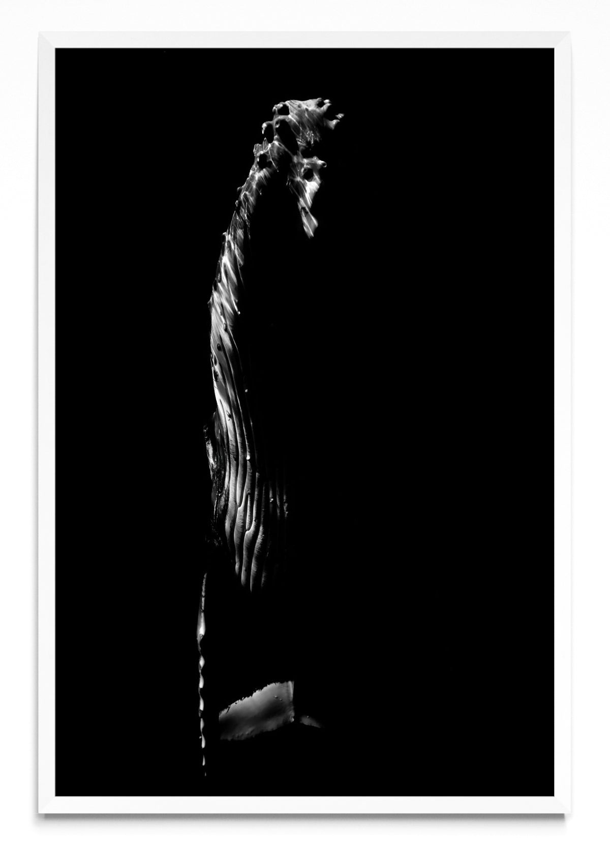 B&W Rise - FotoV BL