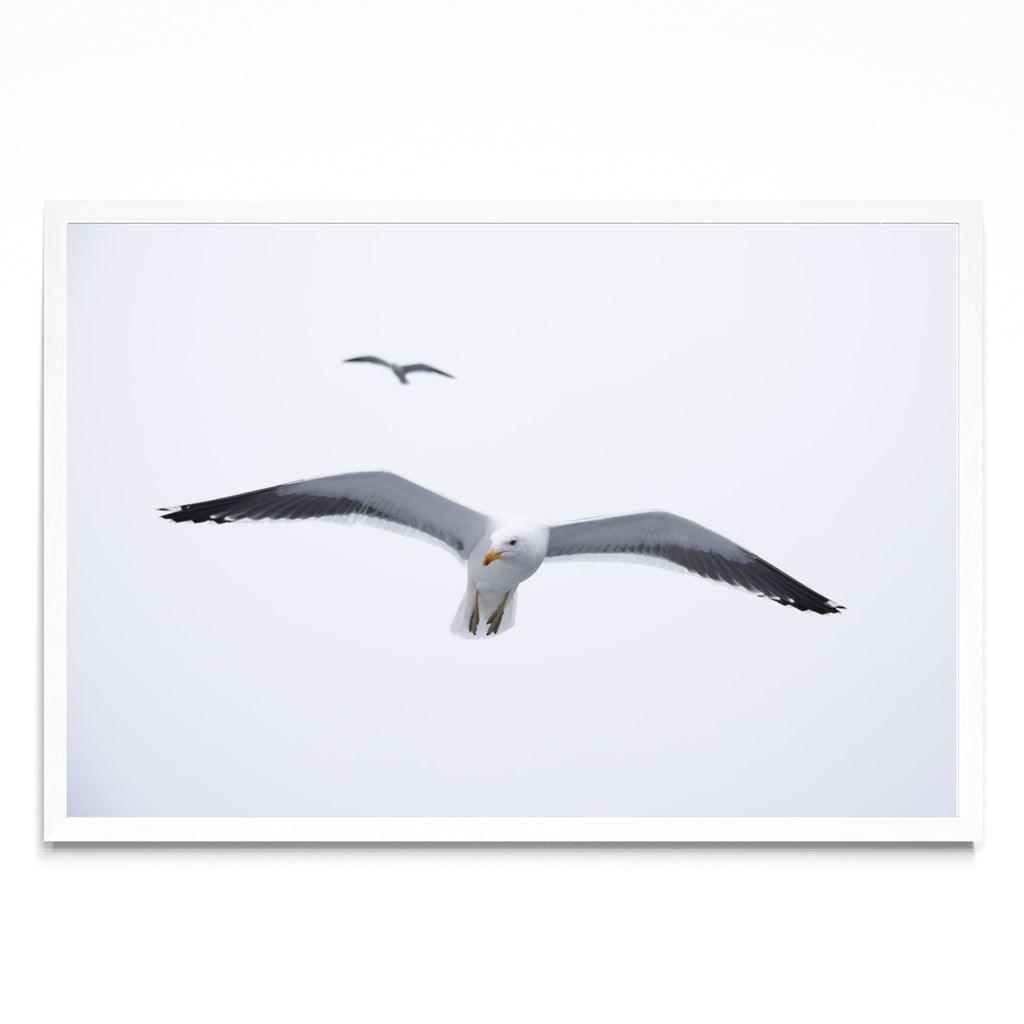 Gaviota en libertad - FotoH BL