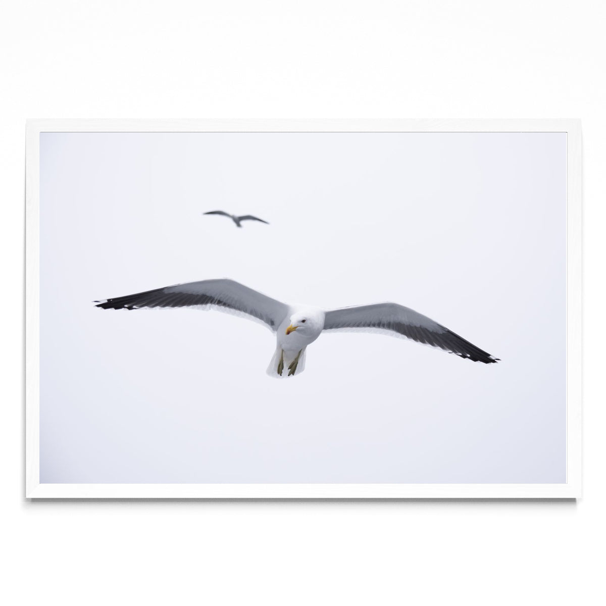 Gaviota en libertad - FotoH BL