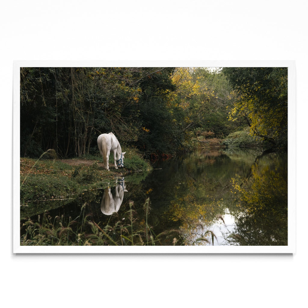 Caballo blanco reflejado - FotoH BL