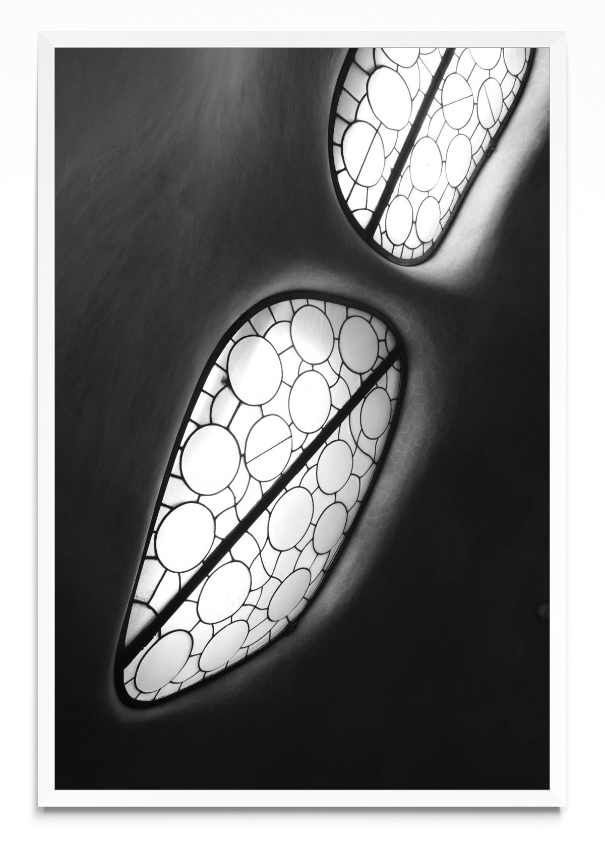 Amebas - FotoV BL