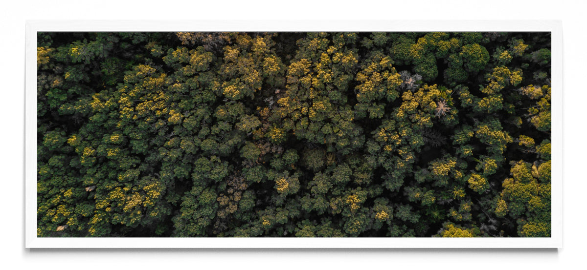 Foco - Pano H BL