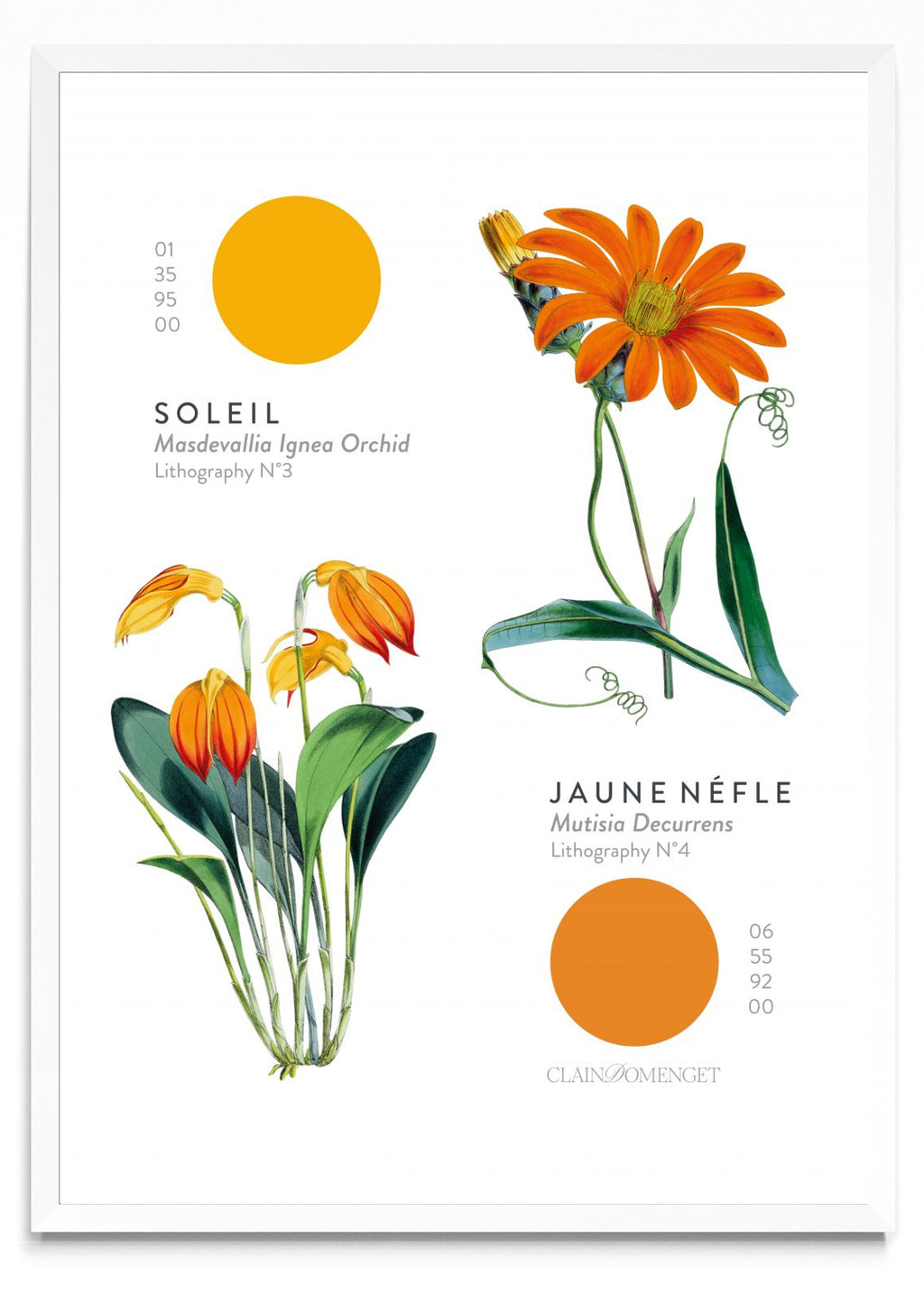 FLEURS ET COULEURS - Retrato BL