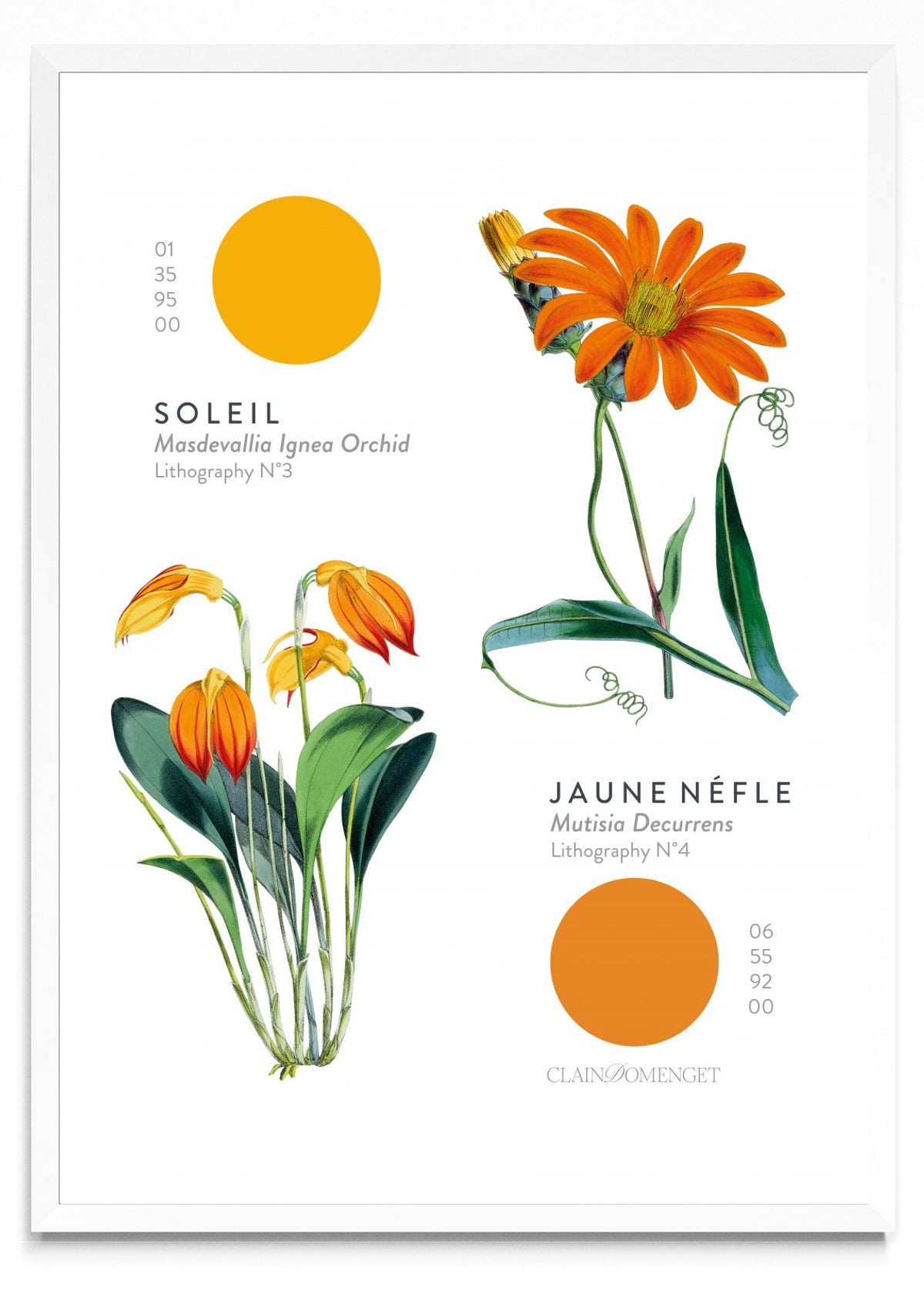 FLEURS ET COULEURS - Retrato BL