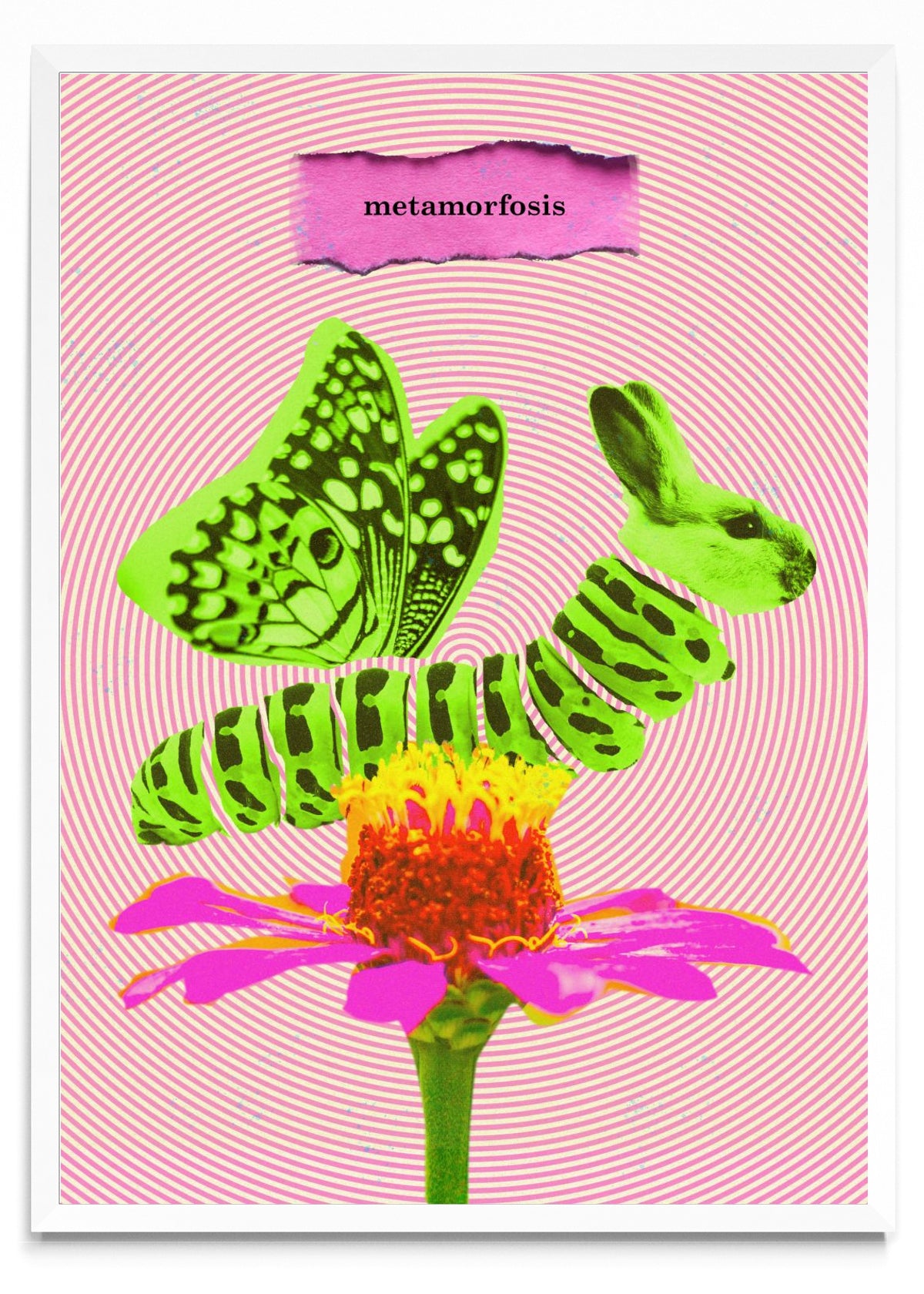 Metamorfosis - Retrato BL