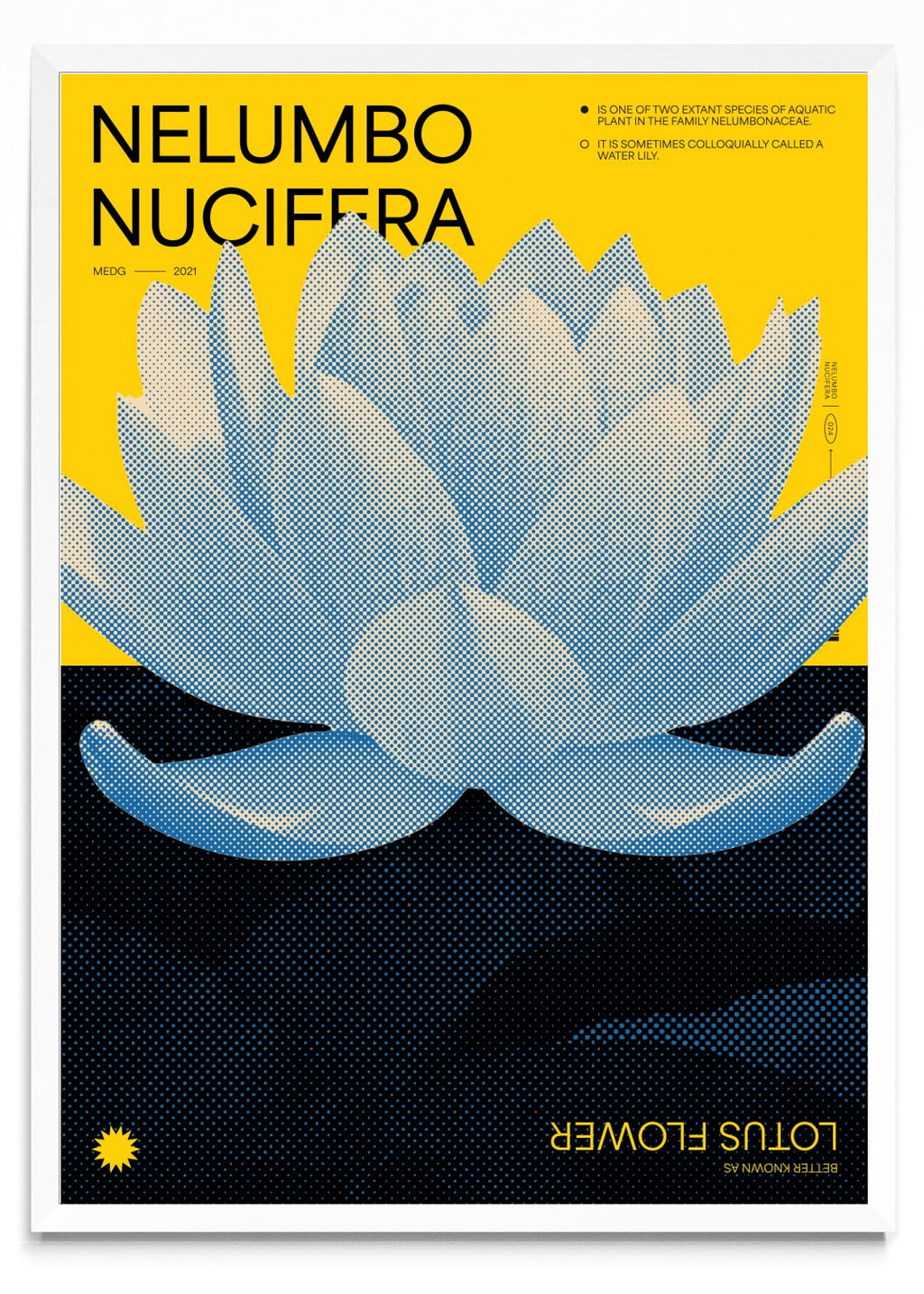 Lotus - Retrato BL