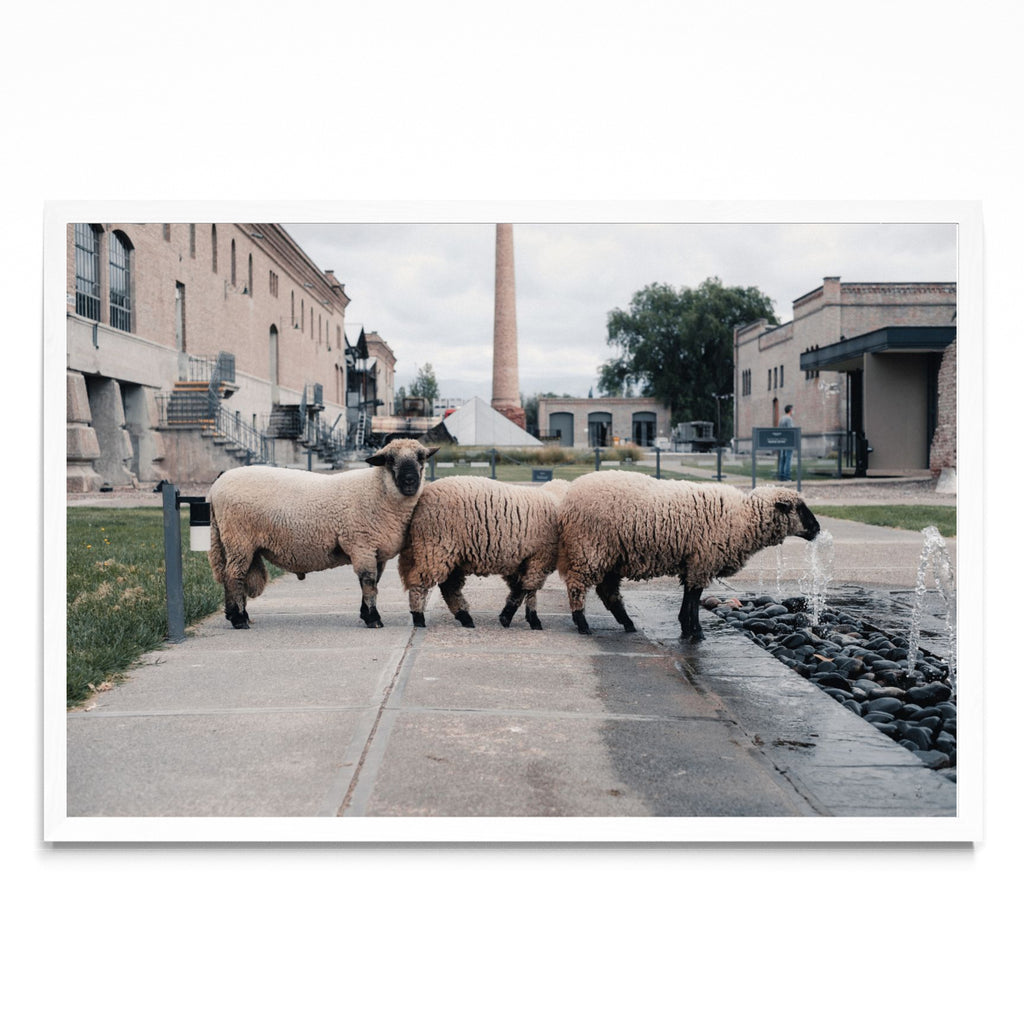 Hermandad - FotoH BL