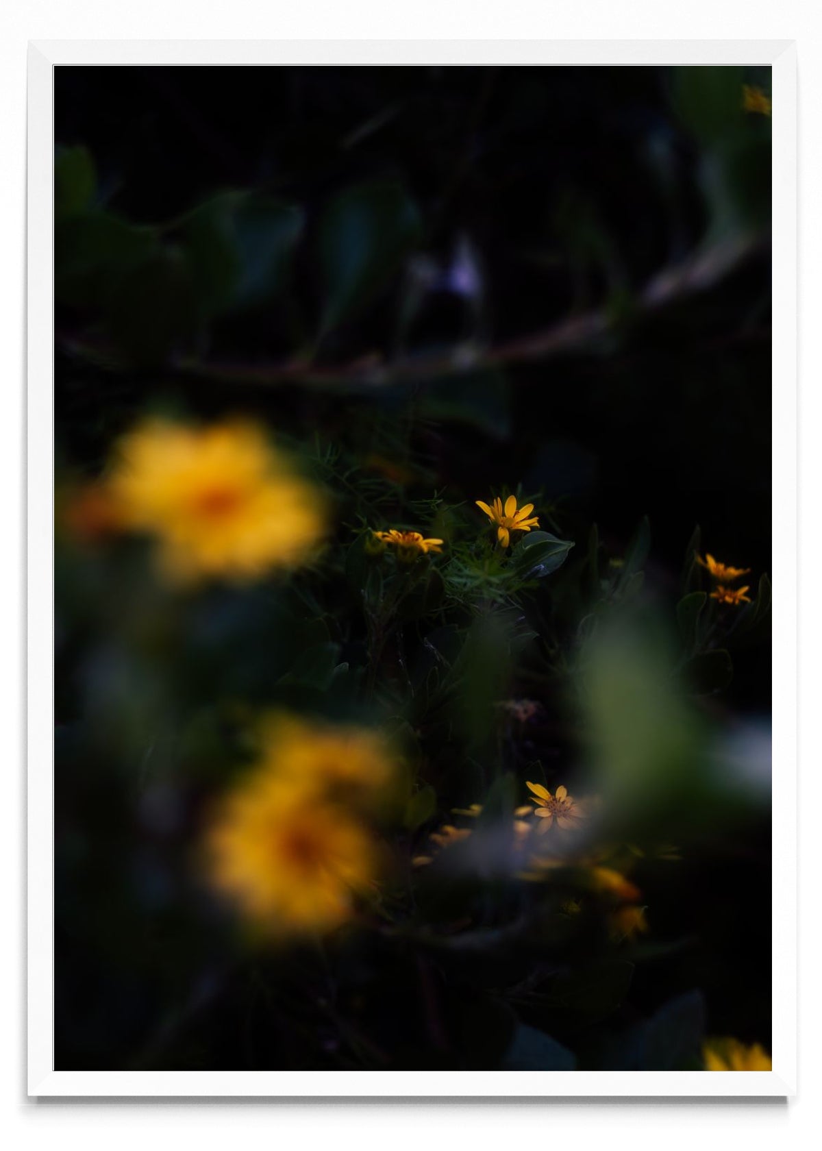Flores amarillas - Retrato BL