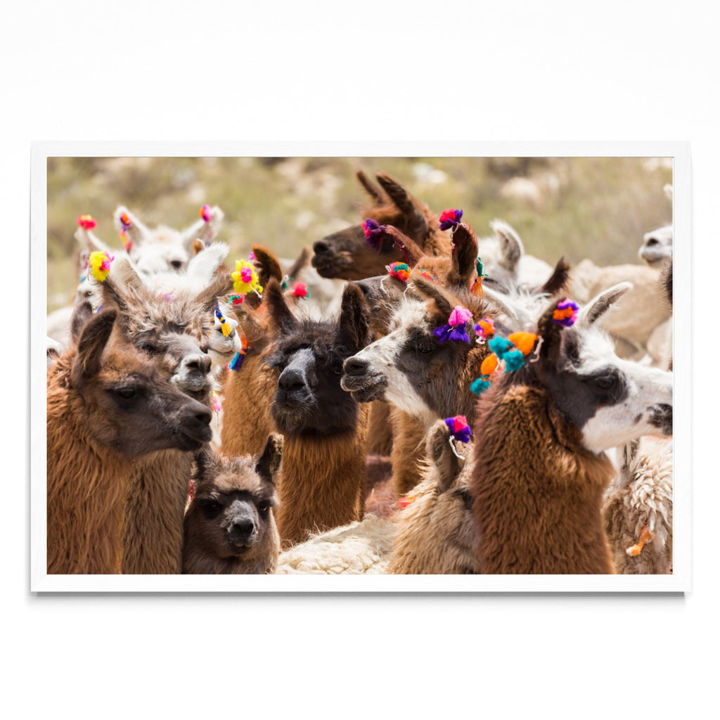Llamas - FotoH BL