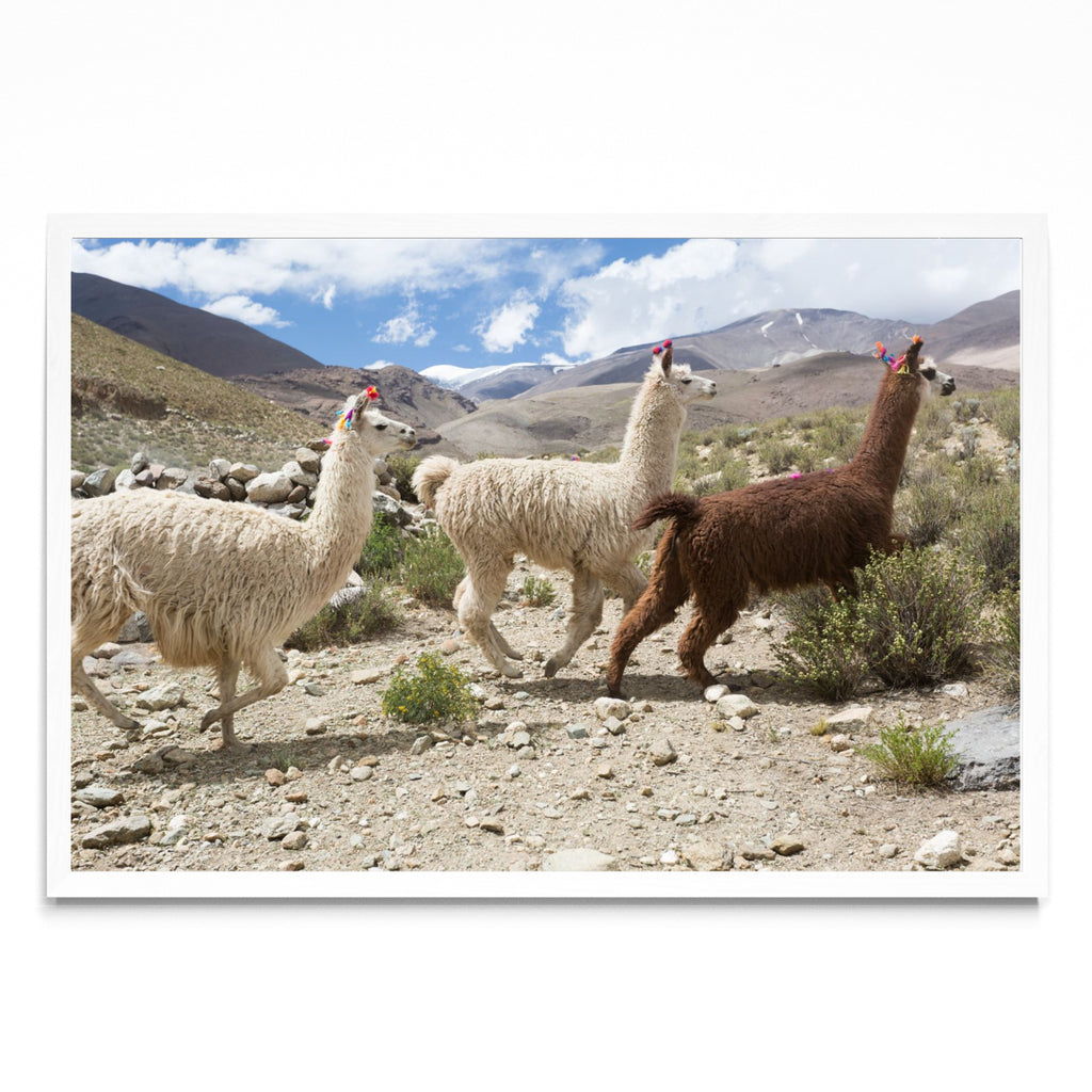 Tres llamas - FotoH BL