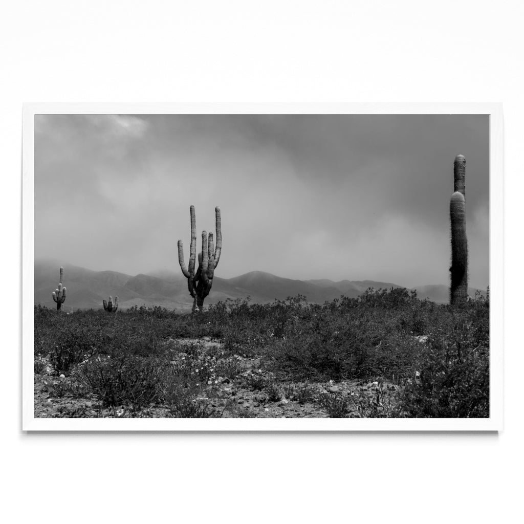 Cardones - FotoH BL