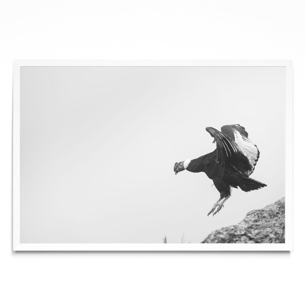 Condor Andino - FotoH BL