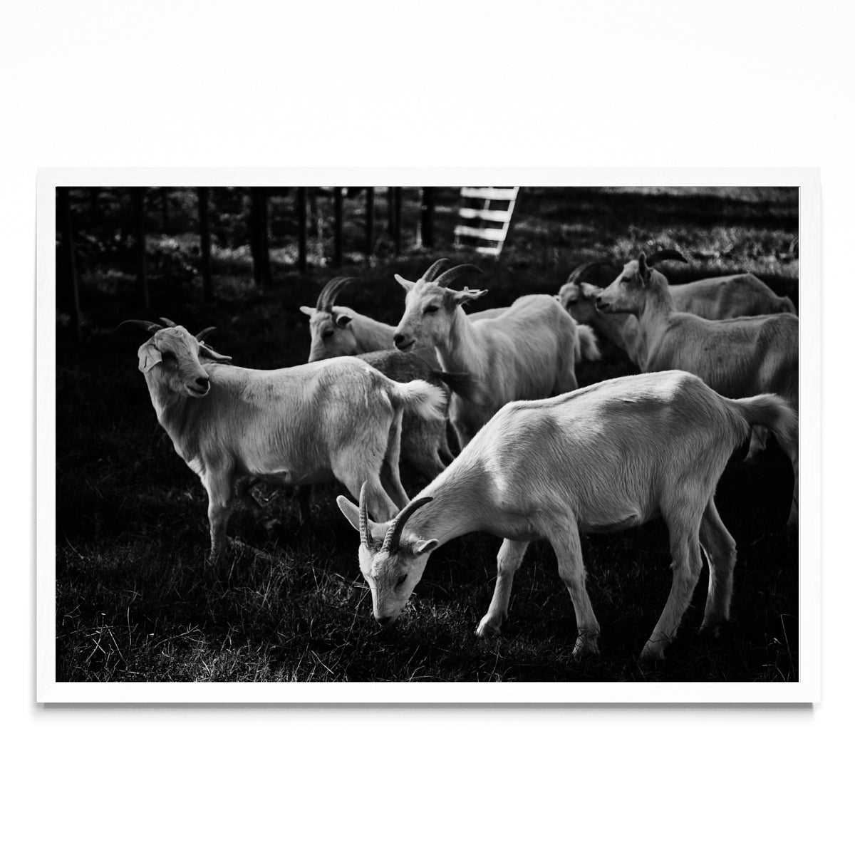 Cabras - FotoH BL