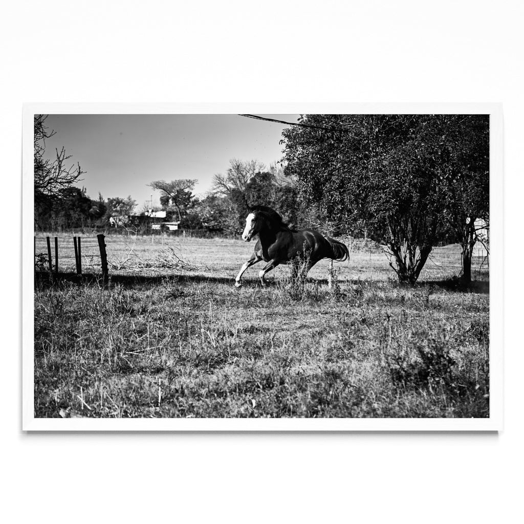 Galope II - FotoH BL