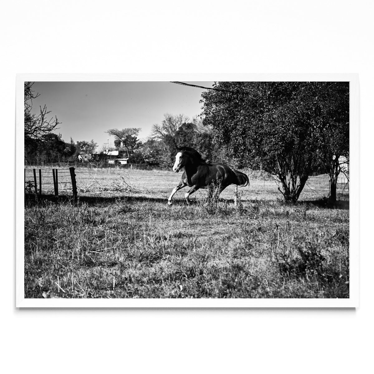 Galope II - FotoH BL