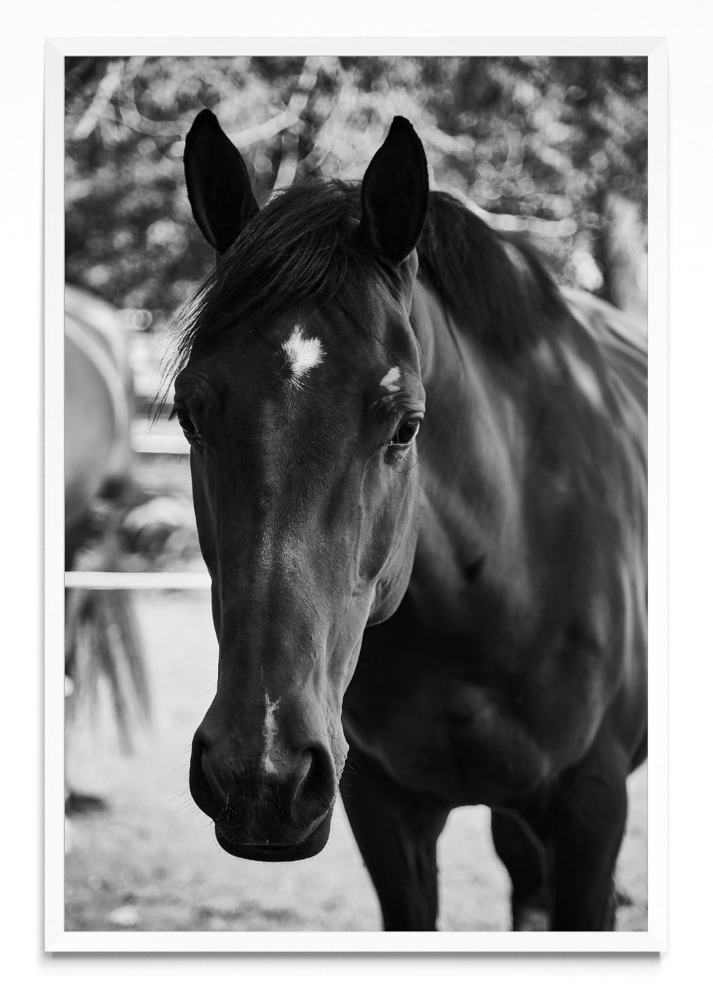 Caballo IIII - FotoV BL