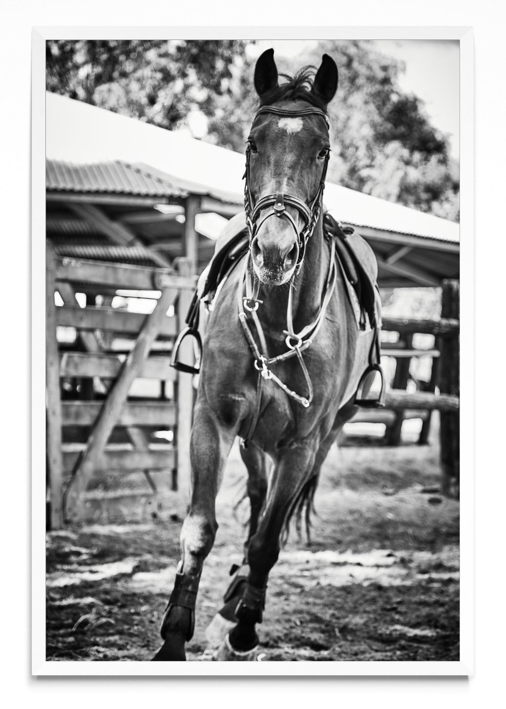 CaballoIII - FotoV BL