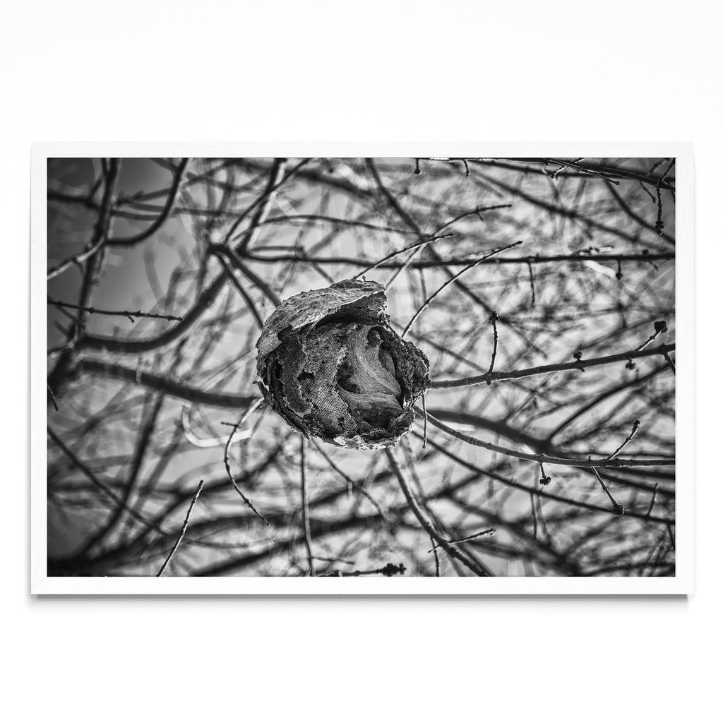 PANAL - FotoH BL