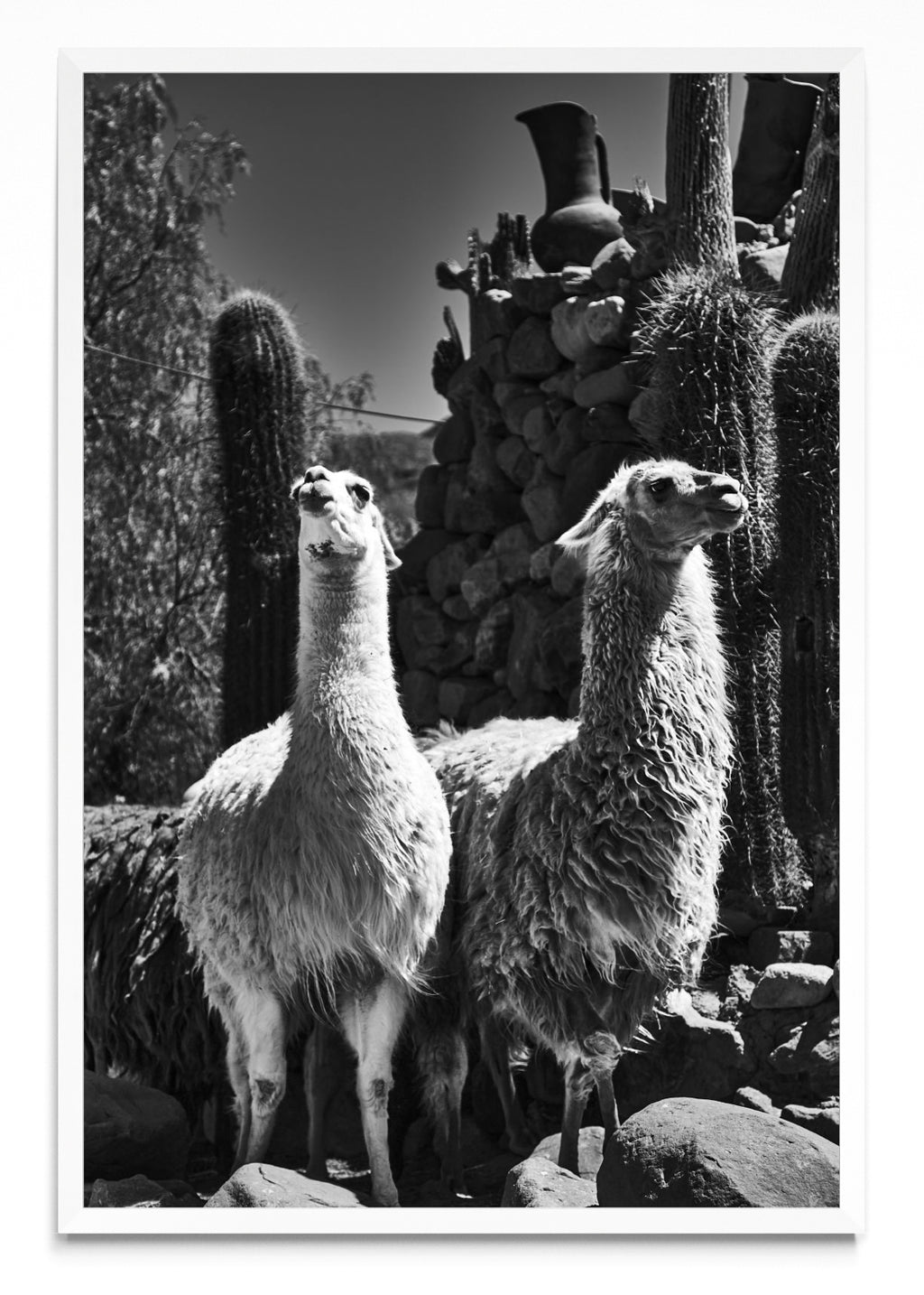 Llamas - FotoV BL