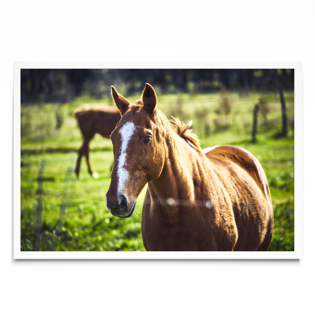 CABALLO - FotoH BL