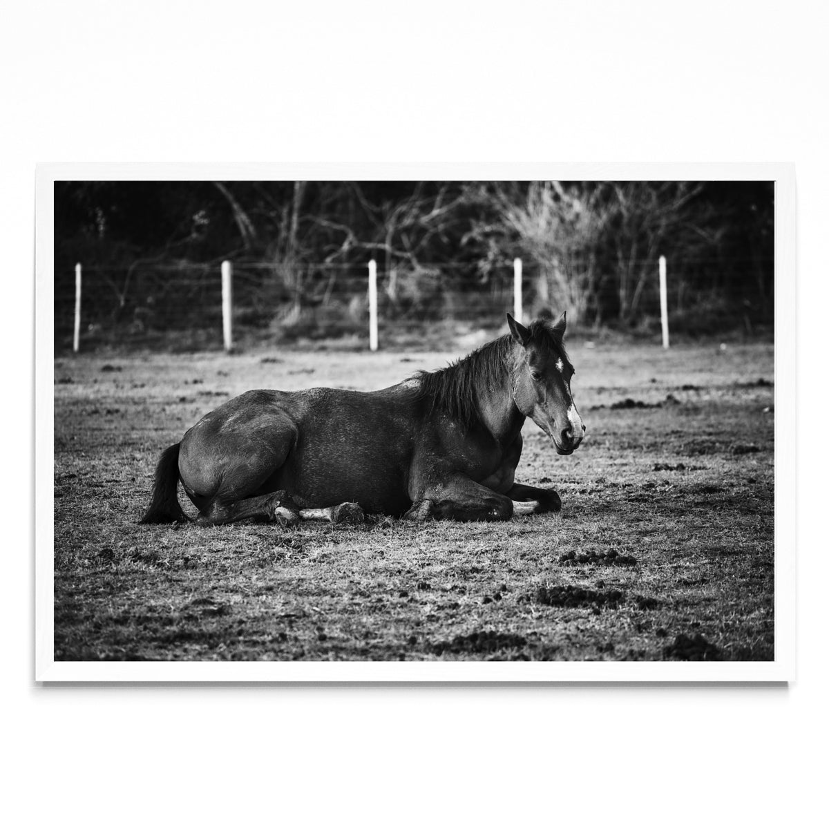 CABALLO II - FotoH BL