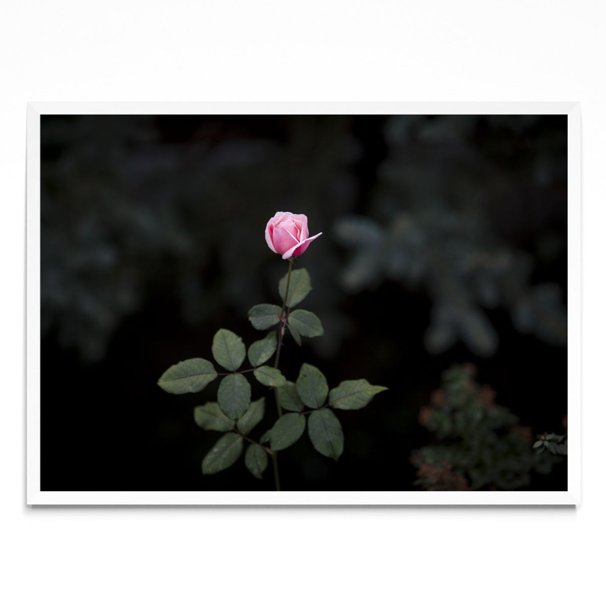 La Flor - Paisaje BL