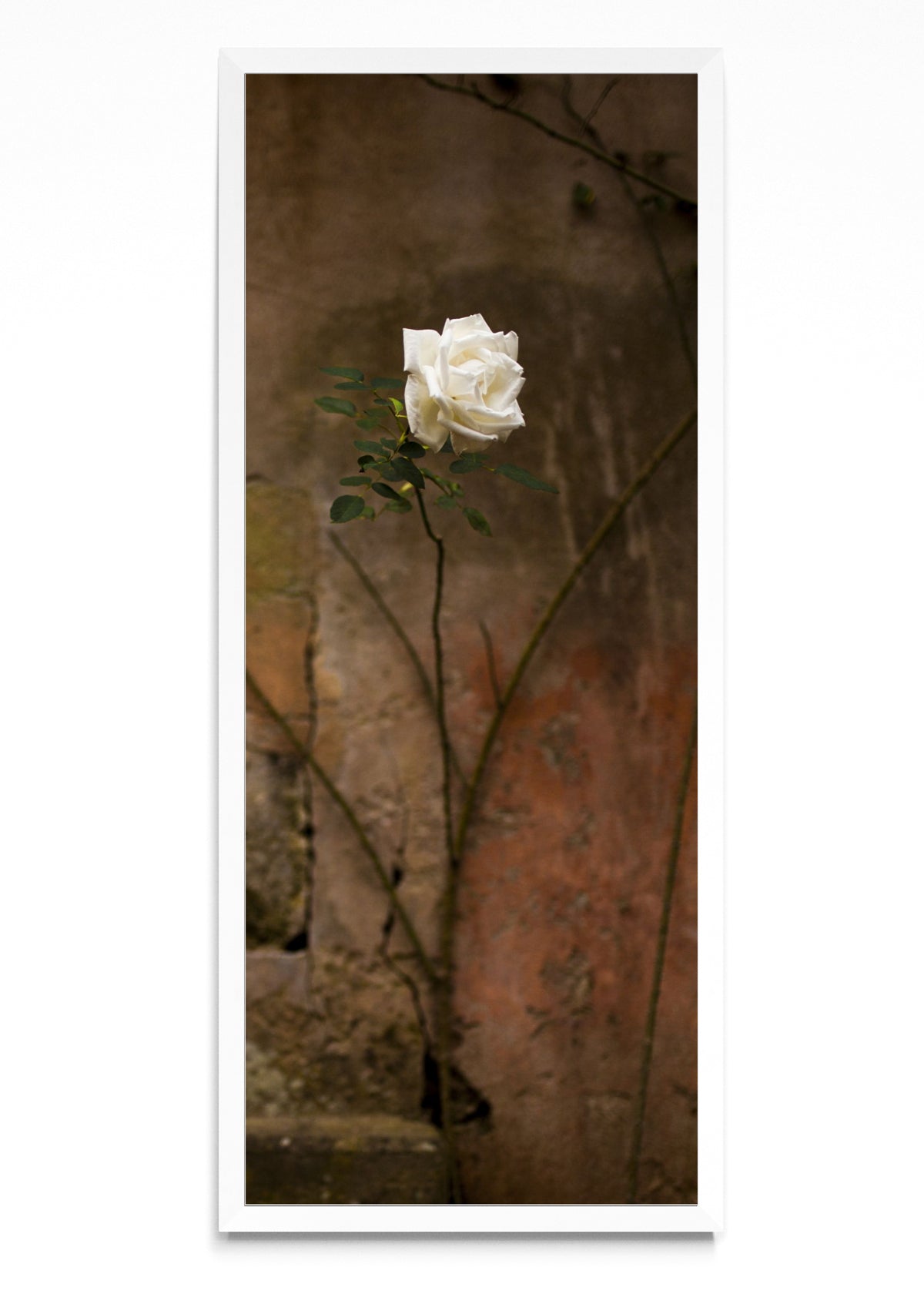 Flor Blanca - PanoV BL