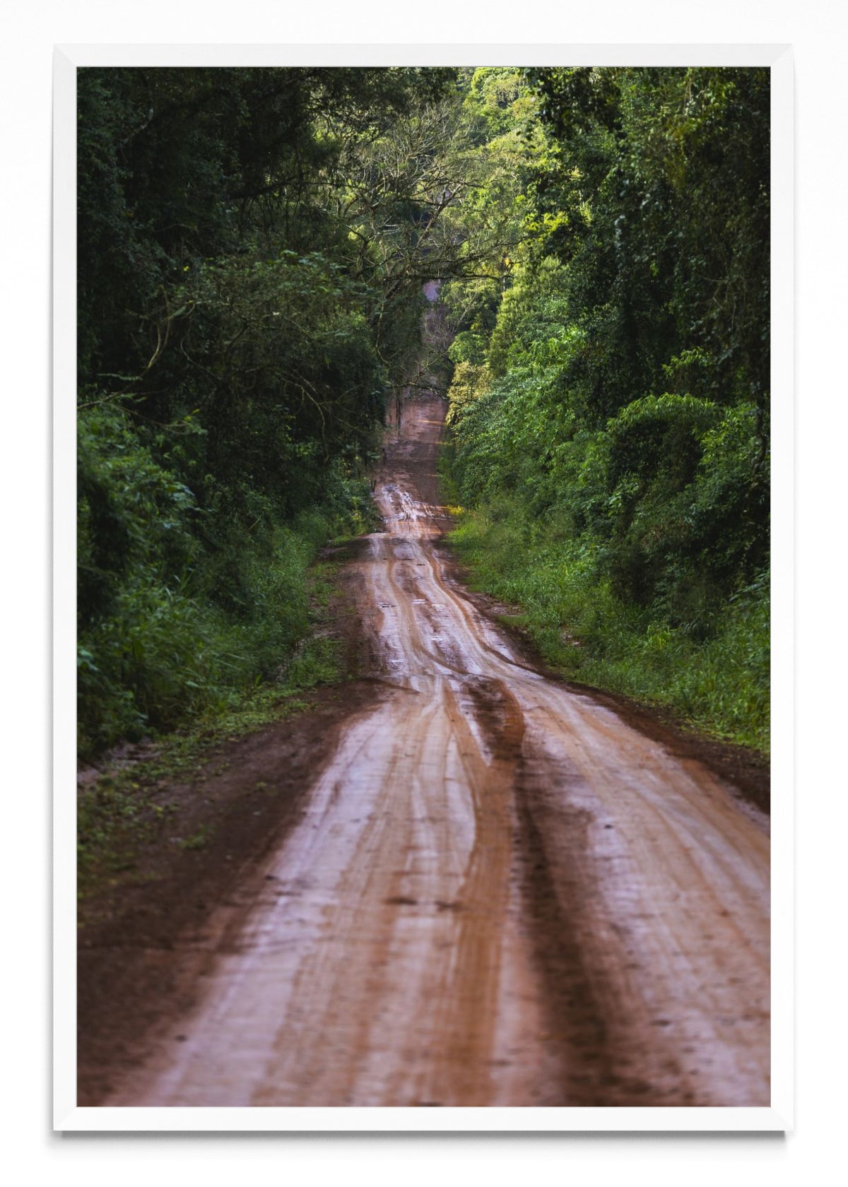 Ruta en la selva - FotoV BL
