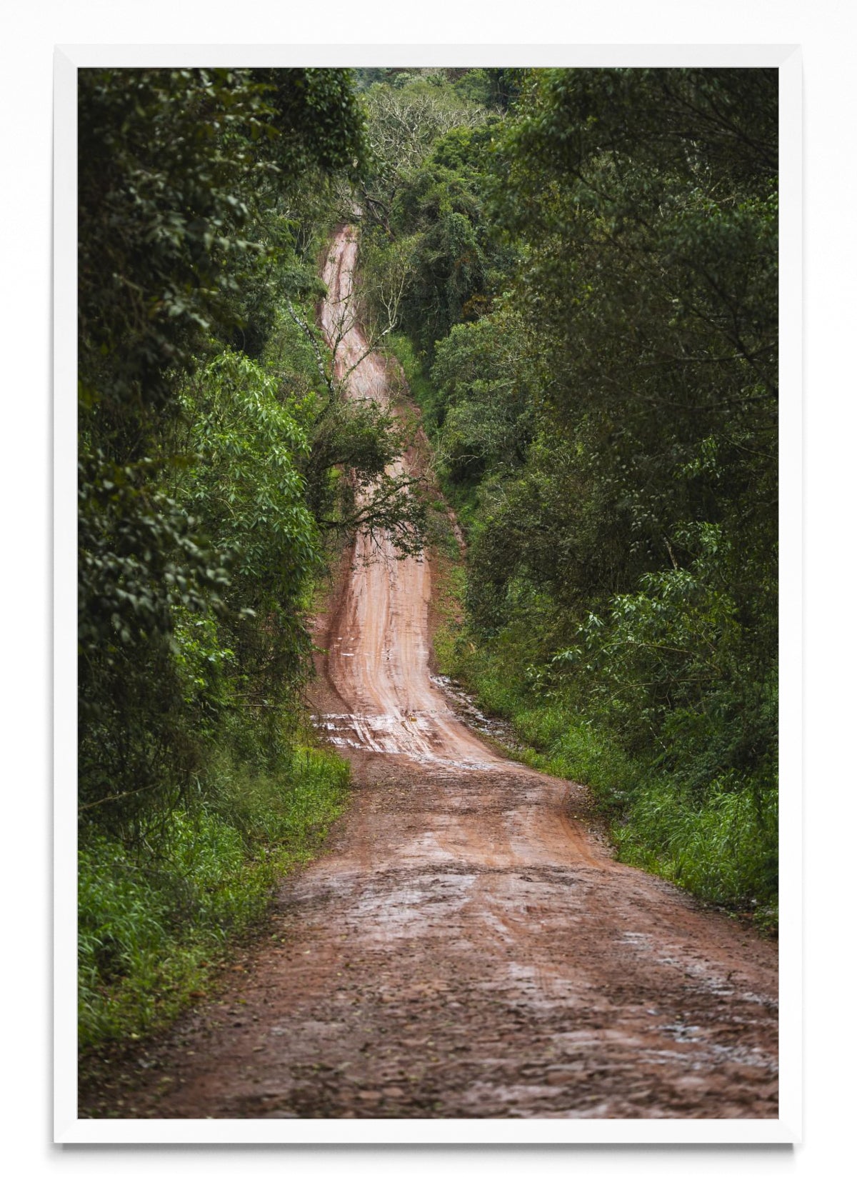En la selva - FotoV BL