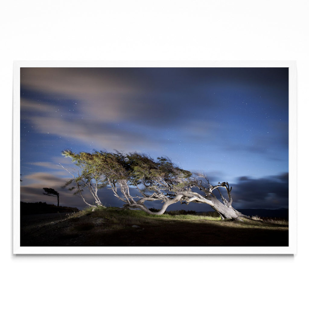 Arbol Bandera - Ushuaia - FotoH BL