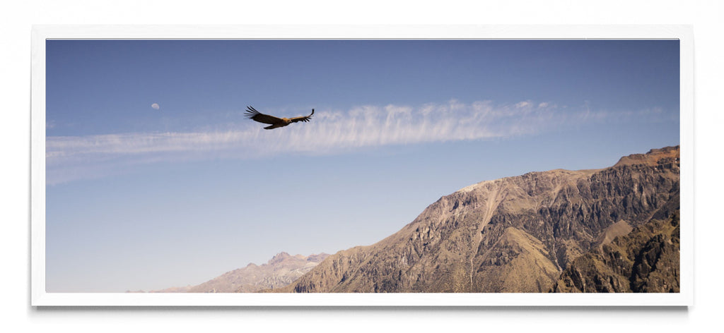 Condor - Pano H BL