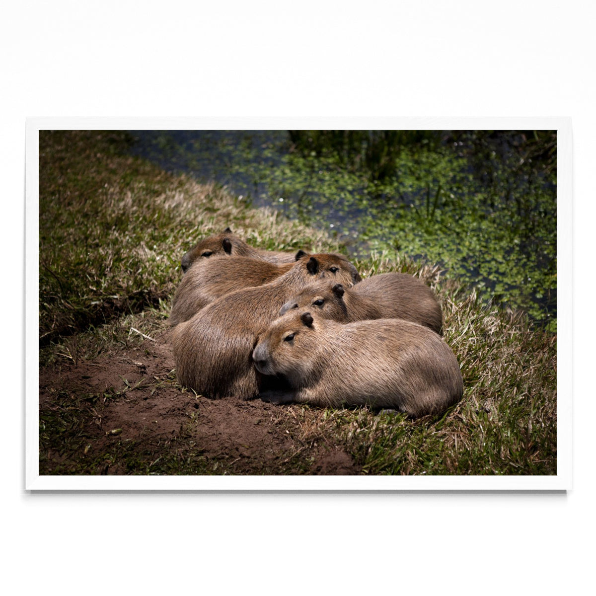 Bebes carpincho durmiendo a la luz de la luna - FotoH BL