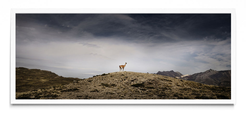 Guanaco - Pano H BL
