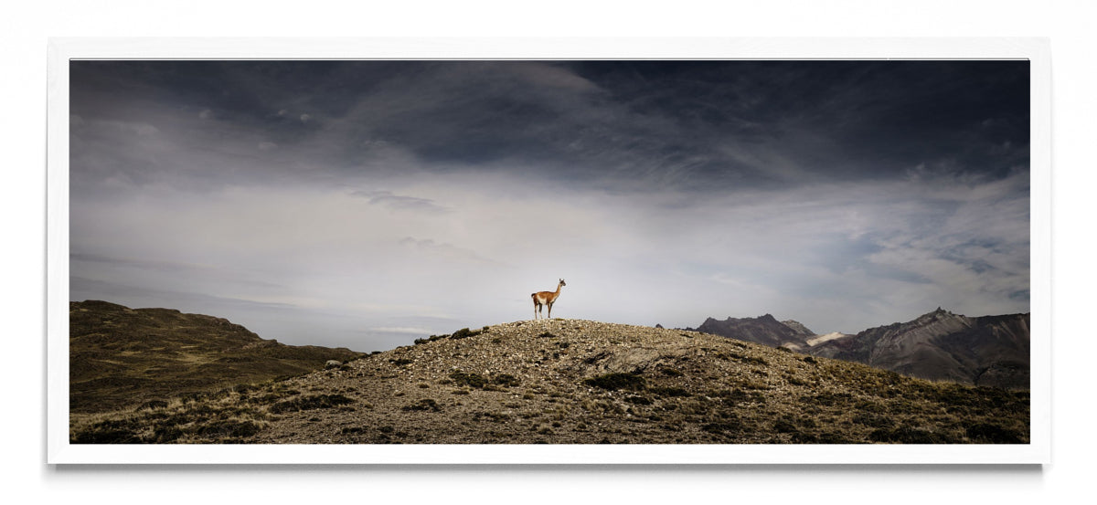 Guanaco - Pano H BL