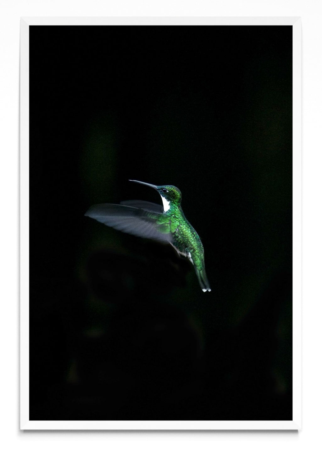 Colibri - FotoV BL