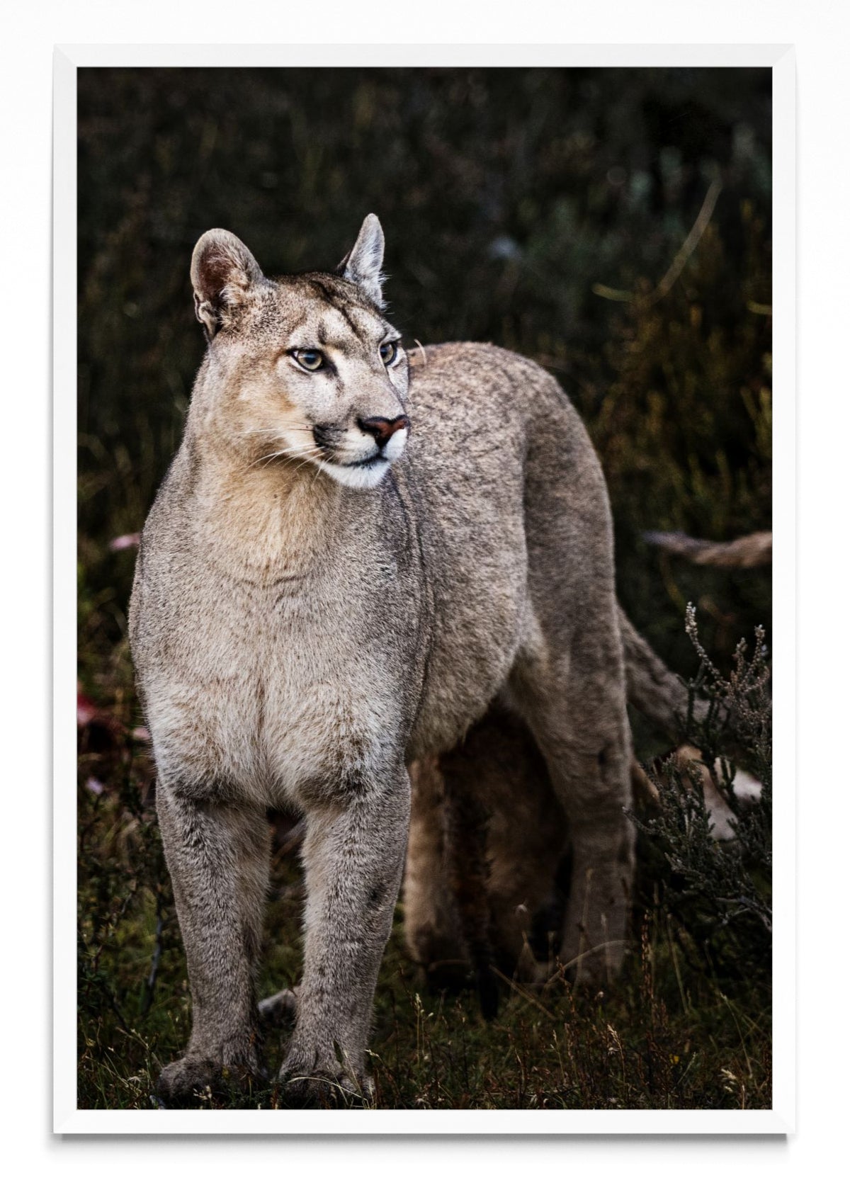 Puma - FotoV BL