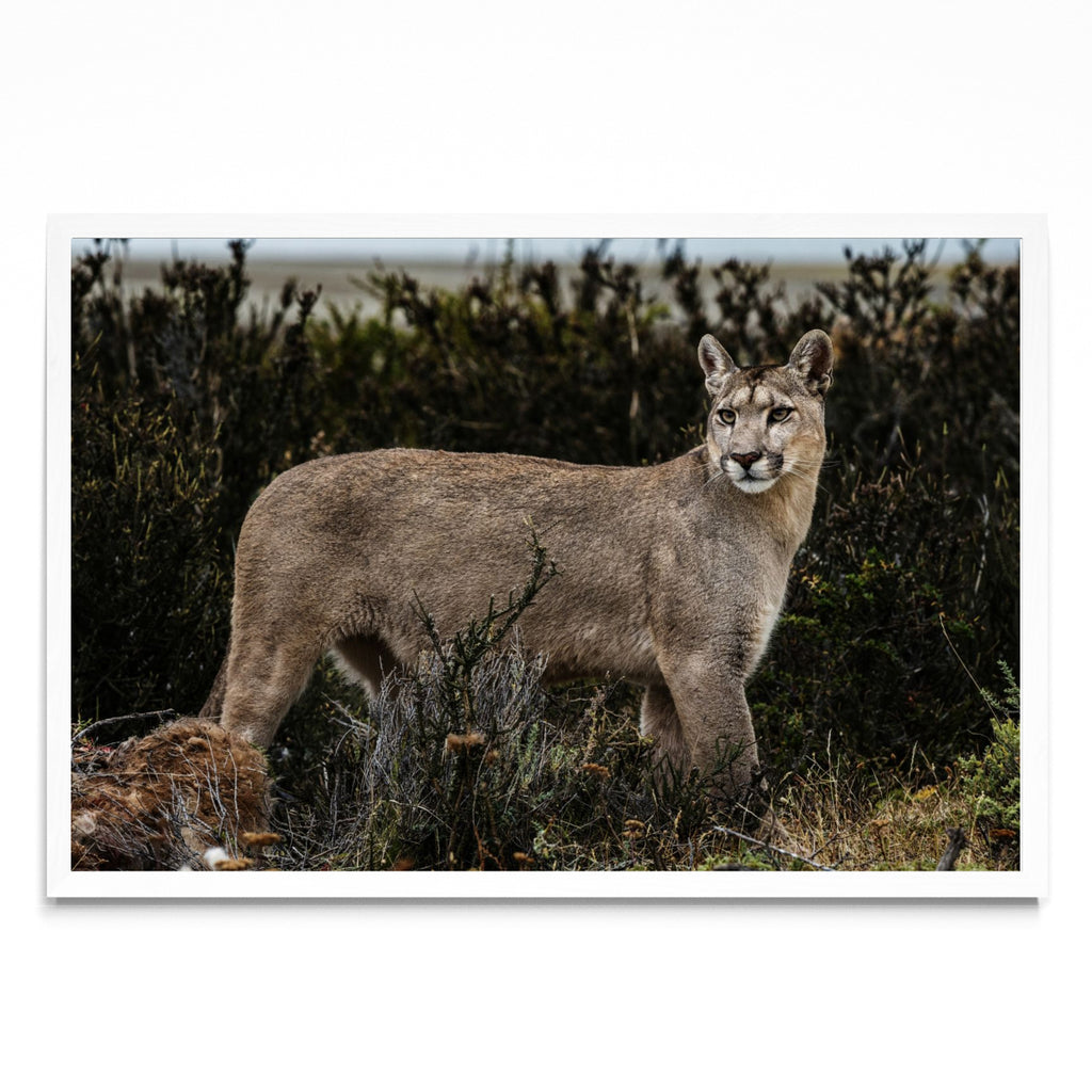 Puma - FotoH BL