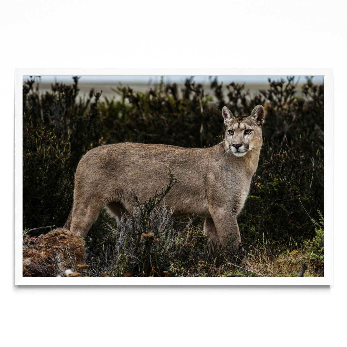 Puma - FotoH BL