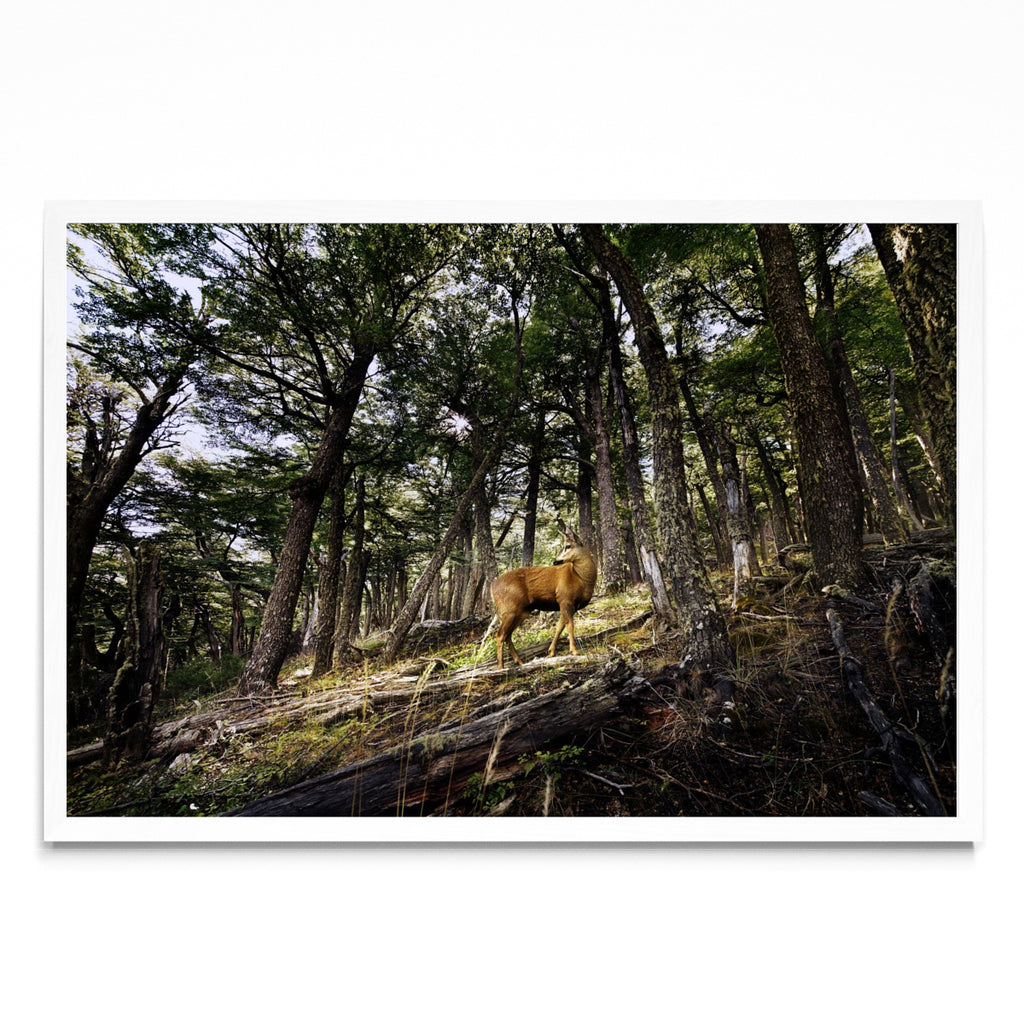 Huemul - Fantasma del Bosque - FotoH BL