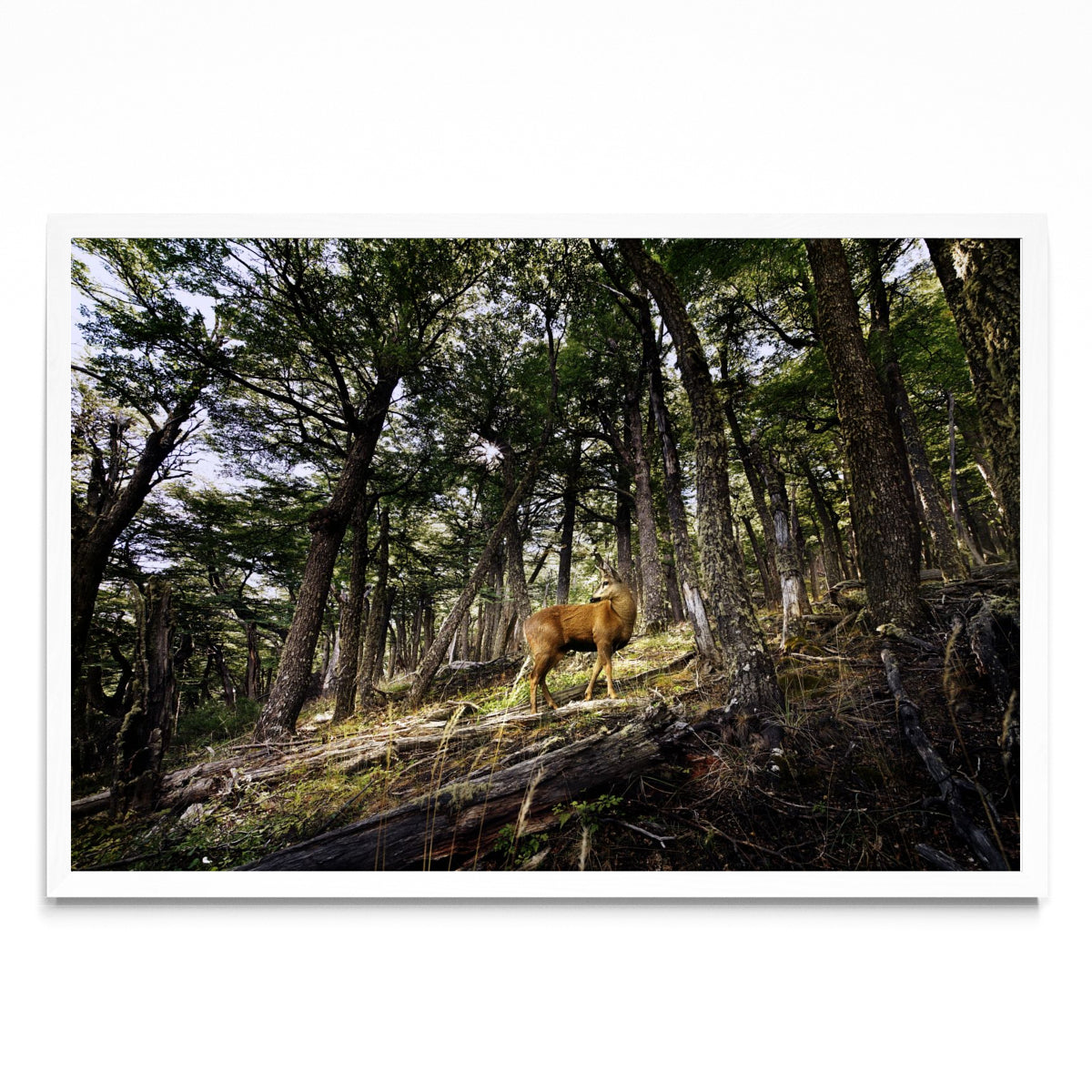 Huemul - Fantasma del Bosque - FotoH BL