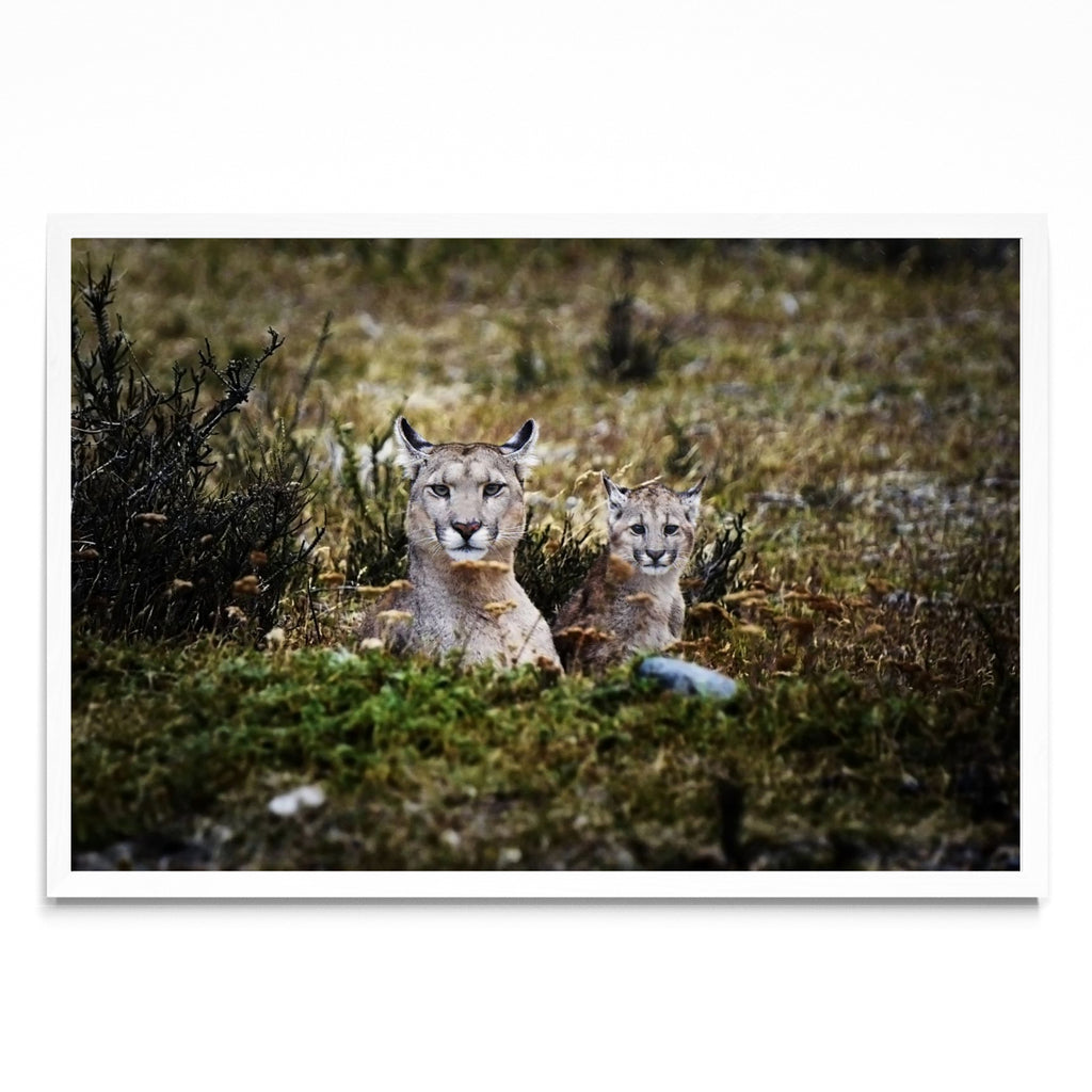 Pumas - FotoH BL