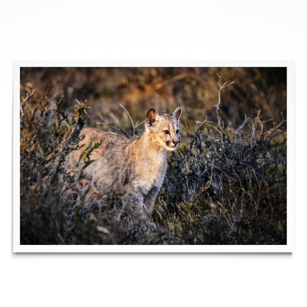 Cria de Puma - FotoH BL