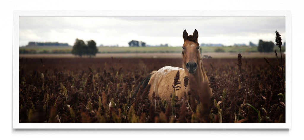 Caballo - Pano H BL