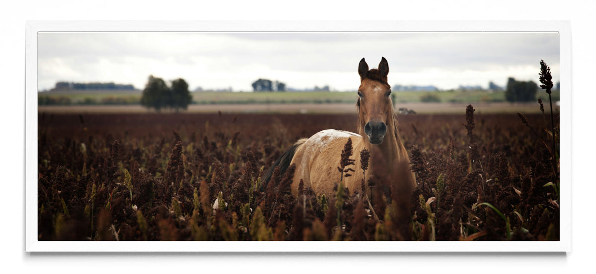 Caballo - Pano H BL