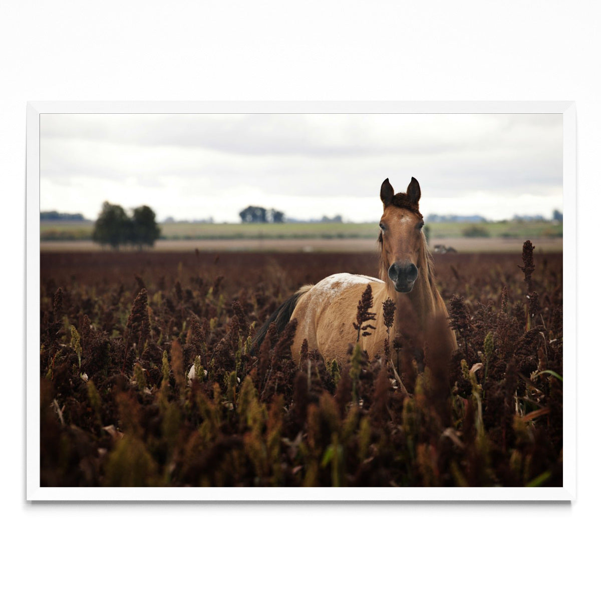 Caballo - Paisaje BL