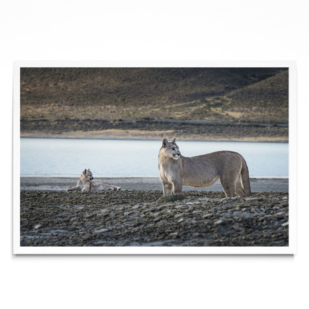 Pumas - FotoH BL
