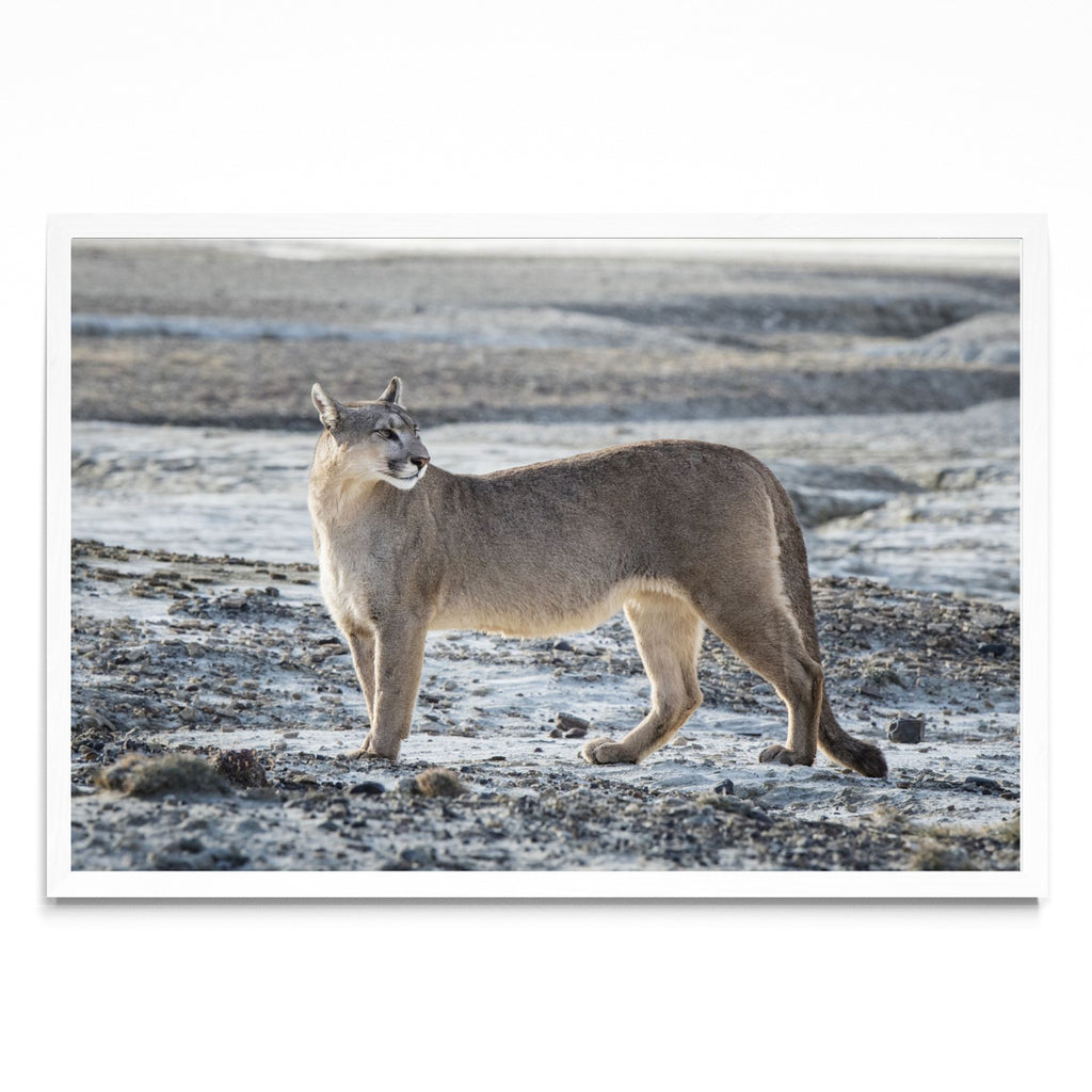 Puma Salvaje - FotoH BL