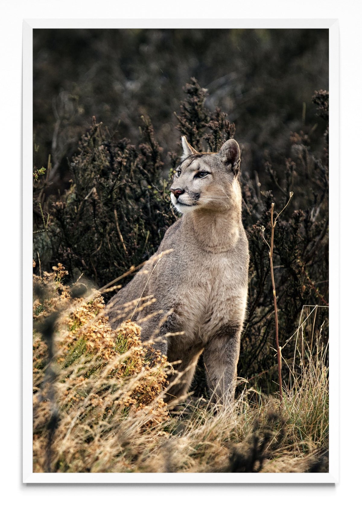 Puma - FotoV BL